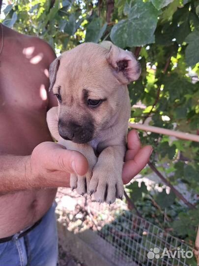 Няньки питбуля