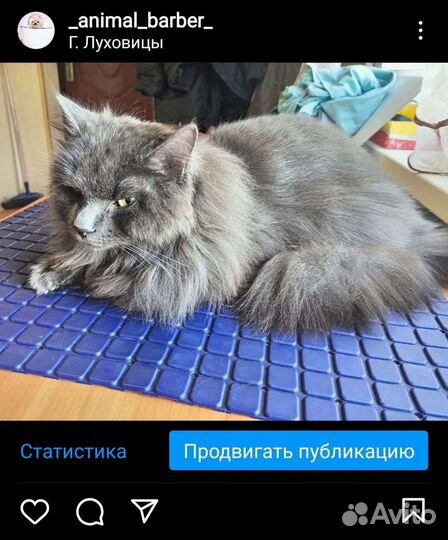 Груминг (стрижка животных (креативный груминг)