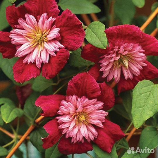 Садовые растения и саженцы декоративного перца