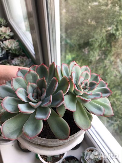 Суккуленты разные