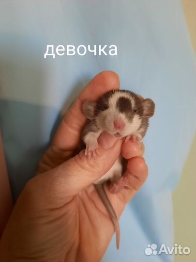 Крыса, крысята Хаски, Дамбо