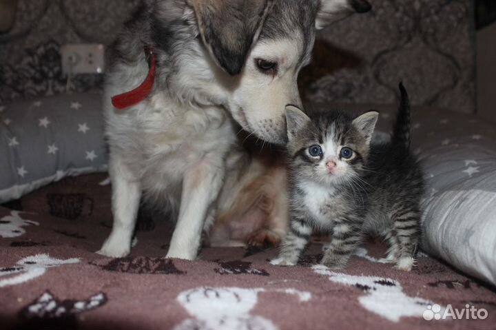 Маленький мальчик