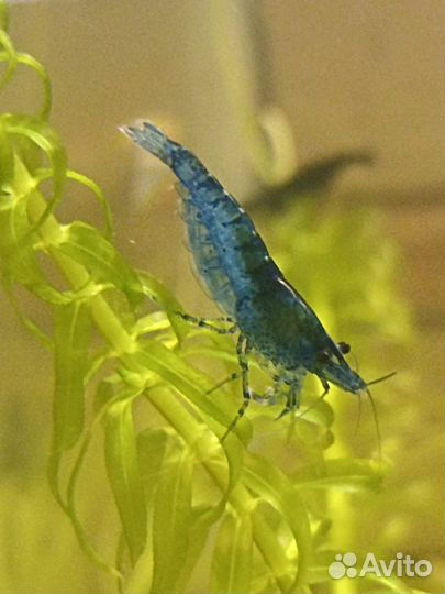 Аквариумные креветки