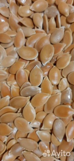 Тыква,семена жаба и мраморная и витамигка