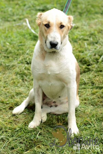 Джиночка метис алабая