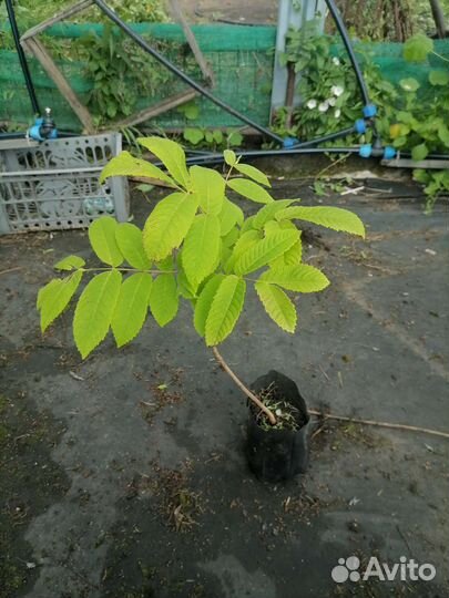 Маньчжурский Орех саженцы