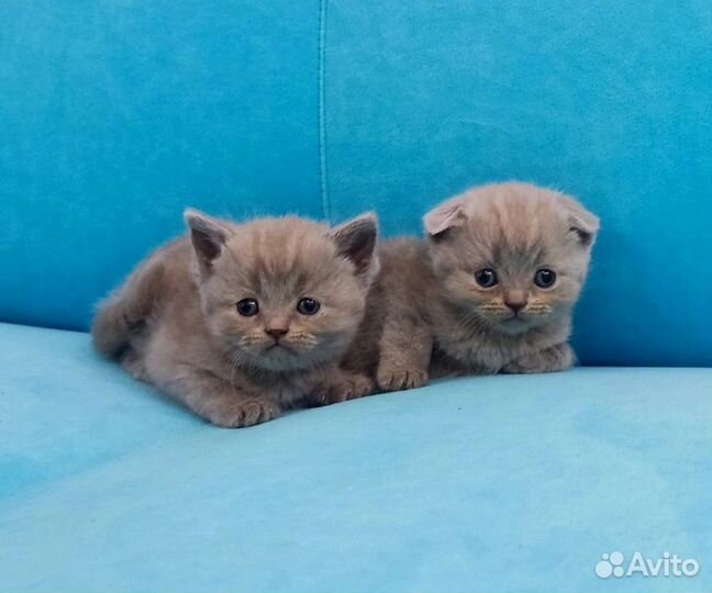 Шотландская