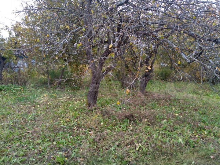 Участок 6 сот. (СНТ, ДНП)