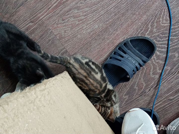 Бенгальские катята