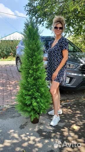 Искусственная туя Западная