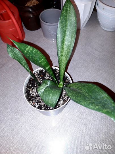 Комнатные растения