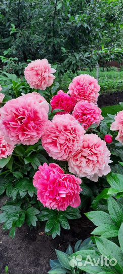 Пионы сортовые