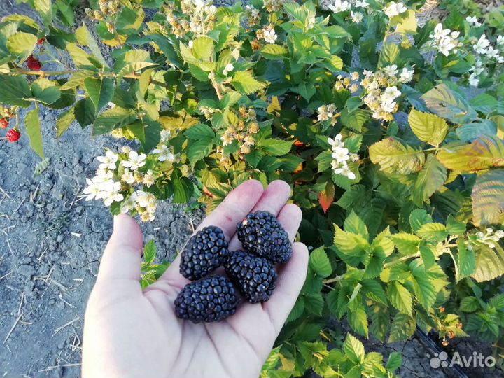 Саженцы ежевики