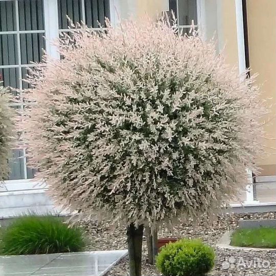 Розовая ива Хакуро Нишики