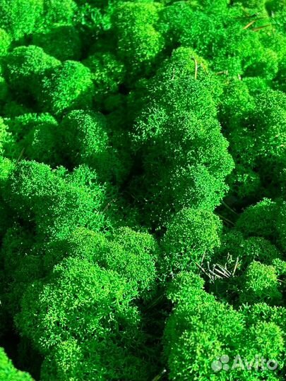 Стабилизированный мох,1 кг