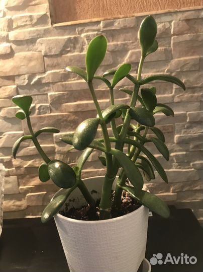 Толстянка Денежное дерево