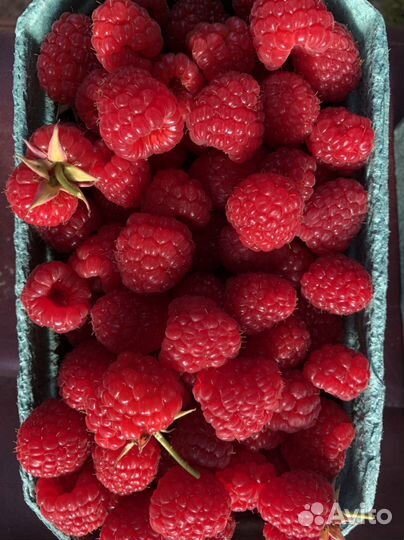 Малина Маравилла (саженцы), оптовое предложение