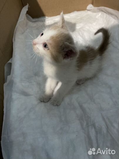 Котята в добрые руки приучены к лотку