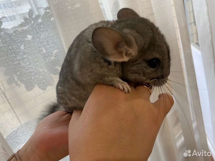 Шиншилла