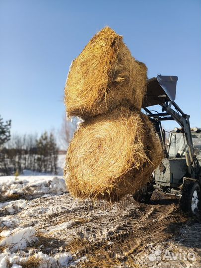 Солома овес2023