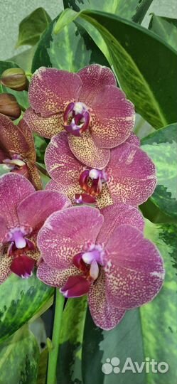 Орхидея Фаленопсис Рауль
