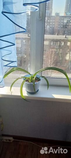 Гиппеаструм взрослый