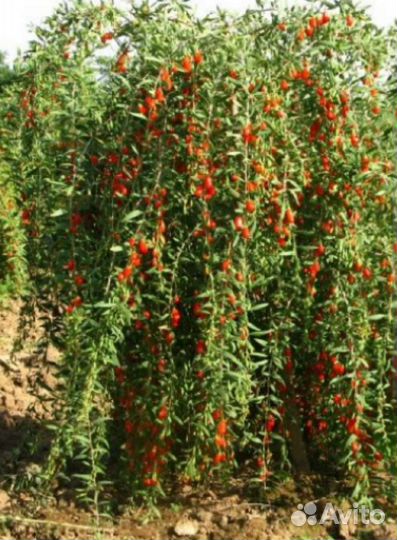 Ягода Годжи сорт Биг Бери