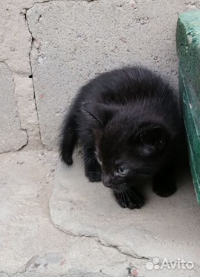 Котенок в добрые руки