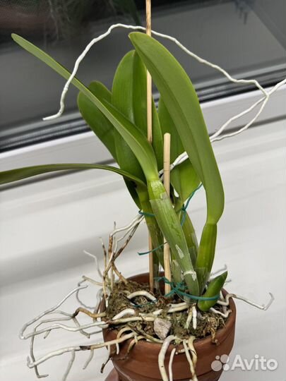 Орхидея каттлея