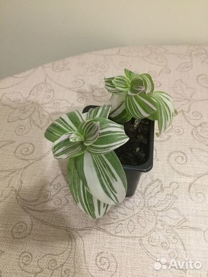 Традесканция пёстролистная