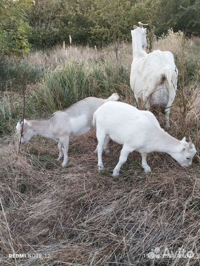 Камерунские козы козлята