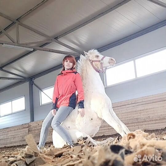 Уэльская кобыла/обмен с доплатой