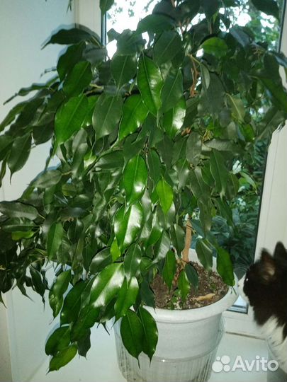 Бенджамина