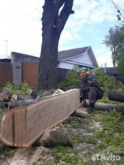 Спиливание деревьев любой сложности