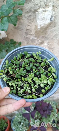 Крестовник Роули