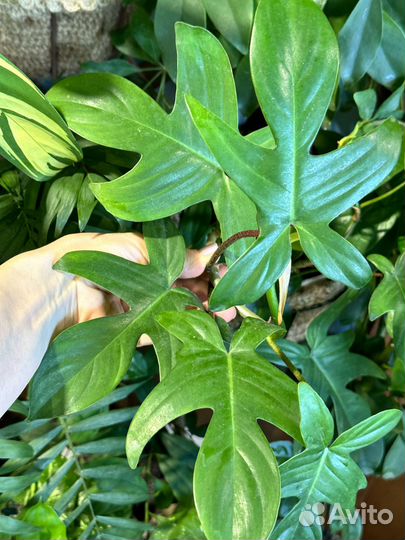 Филодендрон маска