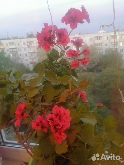 Продам цветы комнатные