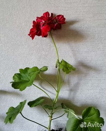 Герань пеларгония