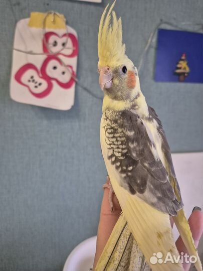 Попугай корелла птенец