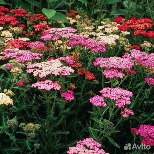 Тысячелистник Ягодный взрыв