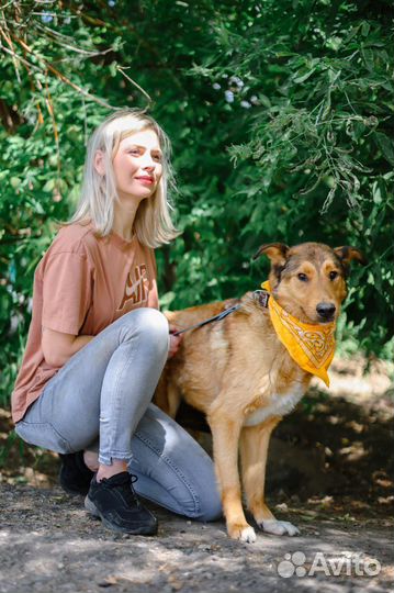 Собаке сложно в приюте