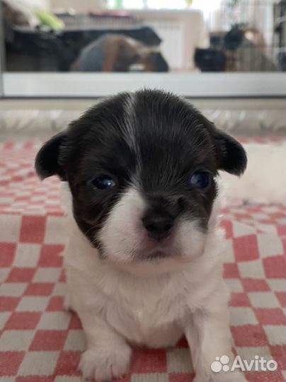 Щенки чихуахуа