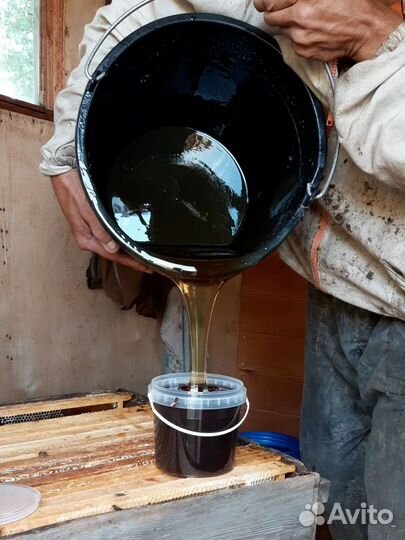 Мед Алтайский Свежий 2023г