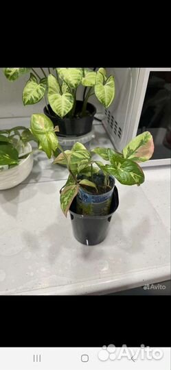 Сингониум ред спот триколор