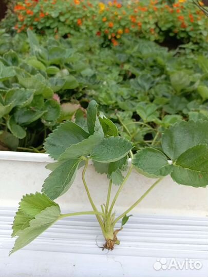 Рассада клубники