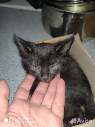 Кошки в добрые руки