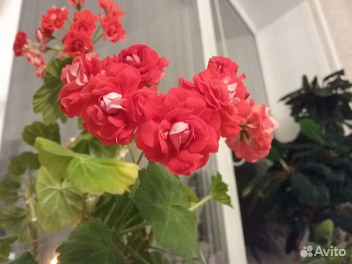 Продам цветы комнатные