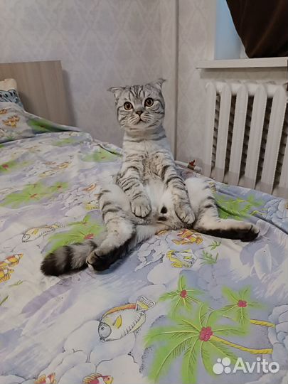 Кот шотландец вислоухий