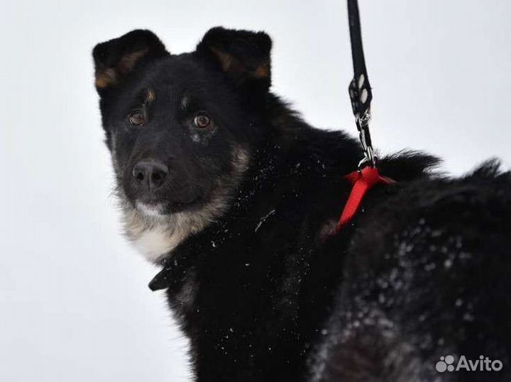 Добрый пёс из приюта ищет дом