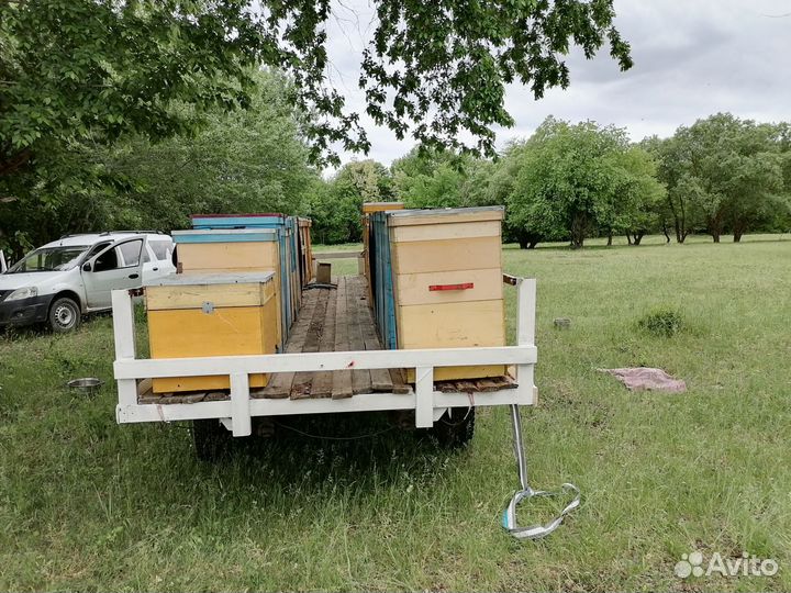 Пчелы и павильон